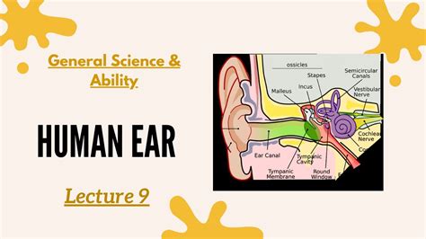 Anatomy Of Human Ear Structure And Function And Parts Of Ear Youtube