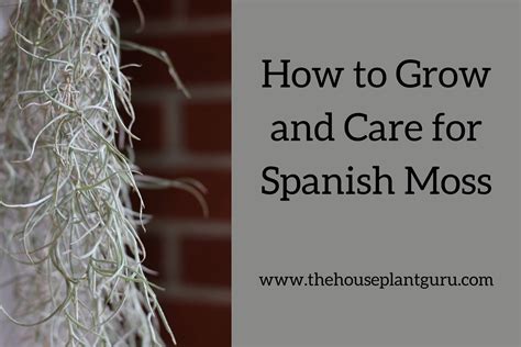 Where To Buy Live Spanish Moss At Joy Gonzales Blog