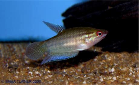 Croaking Gourami Trichopsis Vittata