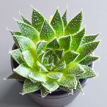 Qu Cuidados Necesita La Planta Antorcha Aloe Aristata Foto