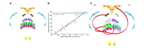 Neural Pathway For Thalamic Navigation Histology With Anatomical