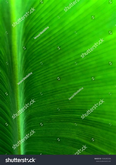 Beautiful Green Tropical Leaf Texture Stock Photo 1530285338 Shutterstock