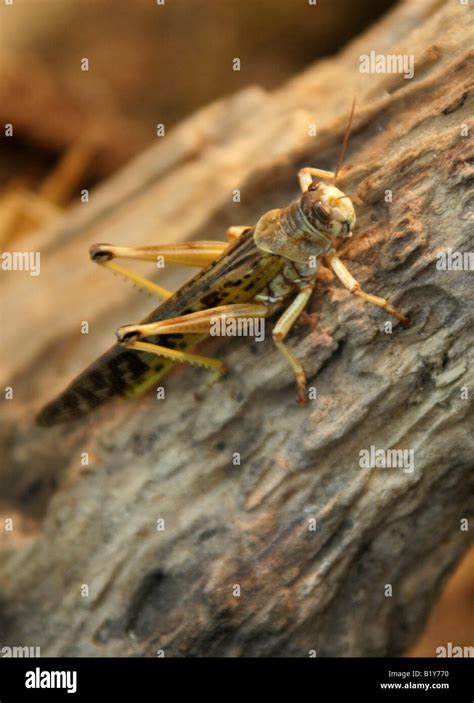 Schistocerca Gregaria Hi Res Stock Photography And Images Alamy