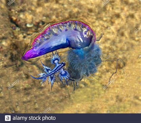 Blue Sea Slug High Resolution Stock Photography And Images Alamy