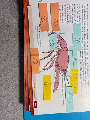 Crayfish Dissection Flashcards Quizlet