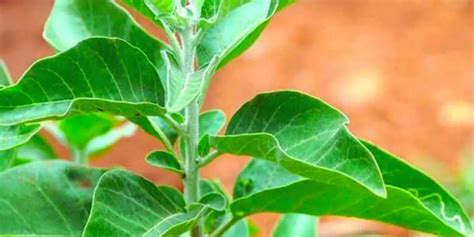 Proven Health Benefits Of Ashwagandha Based On Research