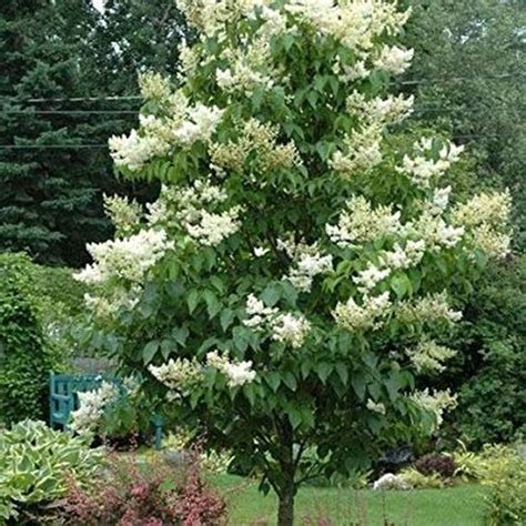 20 Pcs White Japanese Lilac Bonsai Flower Seeds Syringa Amurensis