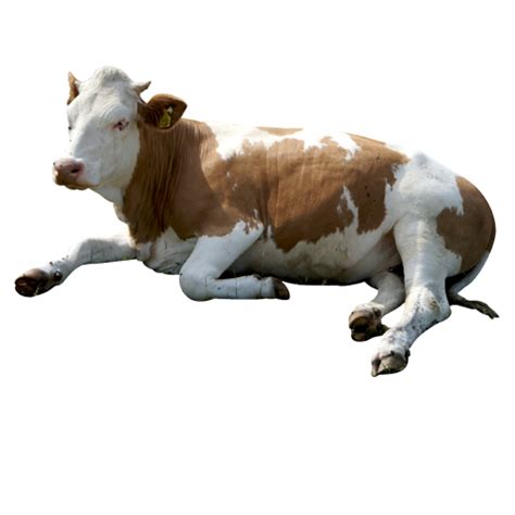 Cow PNG Images Transparent Background PNG Play