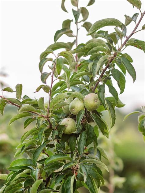 Manzanas Verdes Jovenes En Un Rbol En El Jard N Frutas Org Nicas