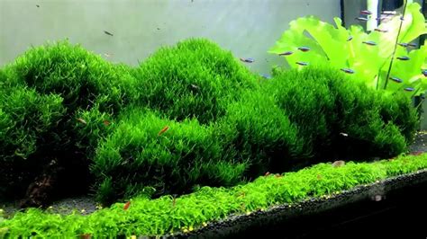 Get Full Aquatic Potential Using Peat Moss For Aquarium Meekbond