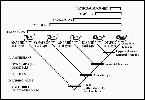 Lecture 8 - Tetrapods