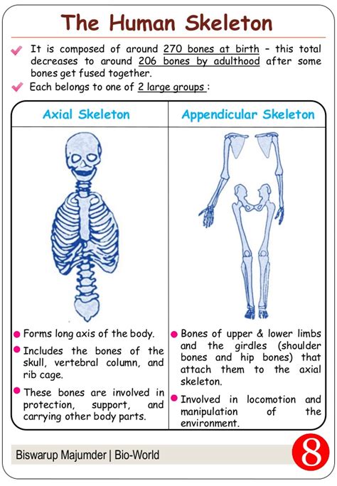 Skeleton : Movement and Locomotion