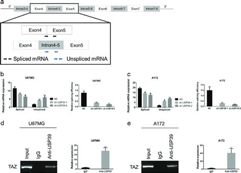 Knockdown Of USP39 Decreases TAZ Protein Levels By Reducing The