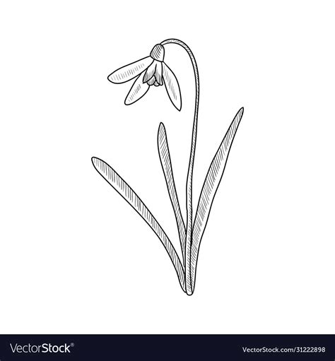 Drawing Snowdrop Royalty Free Vector Image Vectorstock