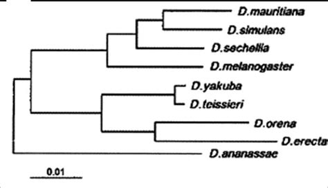 Molecular Phylogeny Of The D Melanogaster Subgroup With D Ananassae