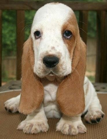 20 Most Popular BuzzSharer Basset Hound Pics