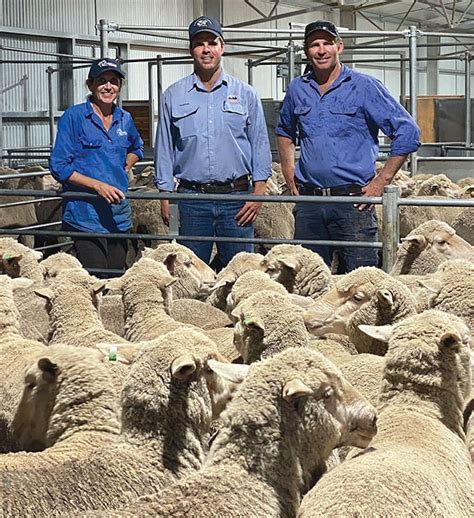 Australian Merino Ewe Hogget Price Record Bundilla Poll Merino Stud