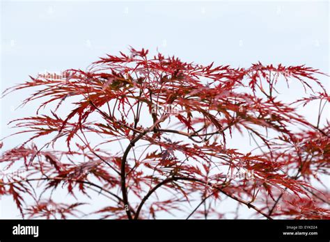 Vino Rosso Di Foglie Di Acero Giapponese Albero Acer Palmatum