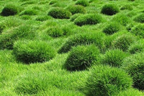 Zoysia Grass Vs Fescue Which Should You Use