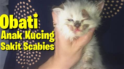 Cara Mengobati Anak Kucing Scabies Youtube