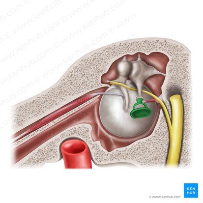 Stapes: Anatomy, structure and function | Kenhub