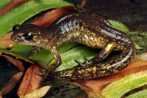 salamanders natures climate protecting vacuum cleaners   york