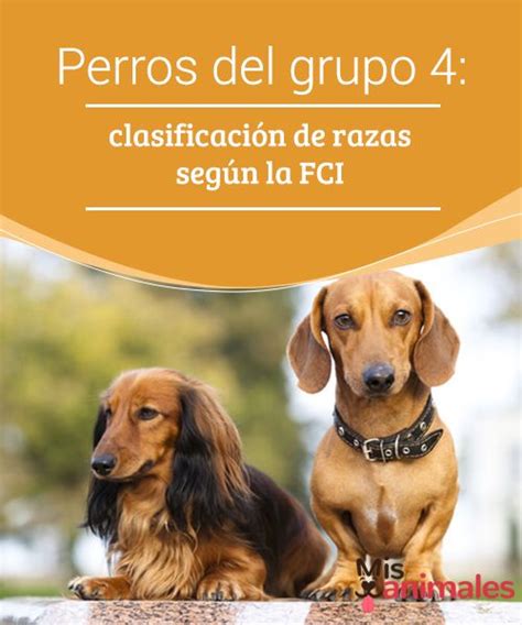 Perros del grupo 4 clasificación de razas según la FCI La Federación