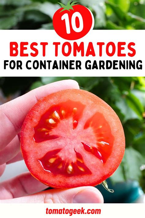 10 Best Tomatoes For Container Gardening Growing Tomatoes In Containers Tomato Container