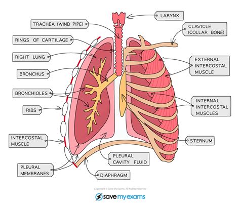 Systems Of Gas Exchange Biology Hot Sex Picture