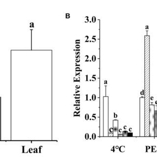 FIGURE Expression Pattern Of MsTHII A Tissue Specific Expression Of