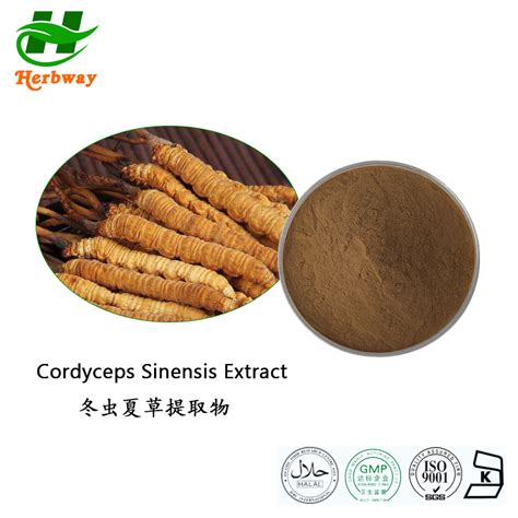 Herbway Kosher Halal Fssc Haccp Certified Cordyceps Sinensis Extract