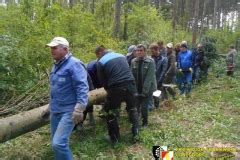 Aufstellen Des Maibaums Freiwillige Feuerwehr Ladendorf