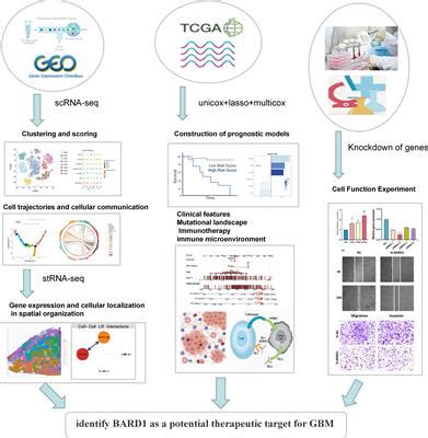 Frontiers Combining Single Cell Sequencing And Spatial Transcriptome