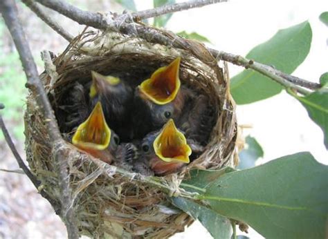 Bells Vireo Nest San Pedro River Az Adjacent To Fort Huac Flickr