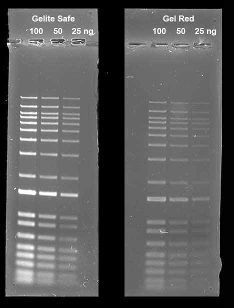 Gelite TM Safe DNA Gel Stain 10 000X DMSO Solution ABD 17704 100UL