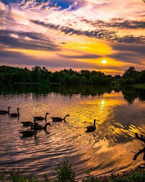 Ducks Are Swimming In The Water At Sunset