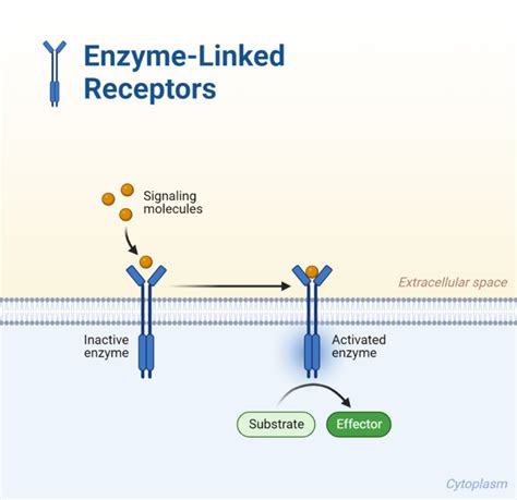 Types Of Hormone Receptors My Endo Consult