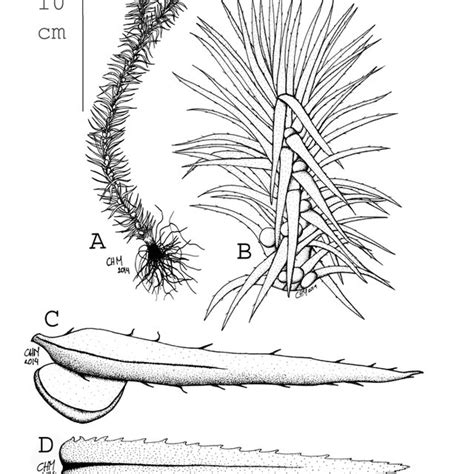 Life cycle of model lycophyte: a-Lycopodium annotinum L. sporophyte and ...