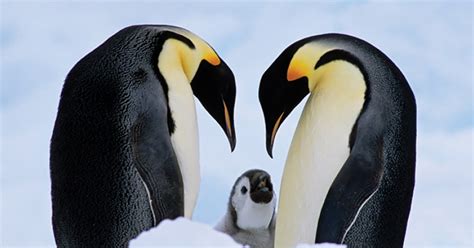 Emperor Penguin Gets Endangered Species Act Protections Us Fish