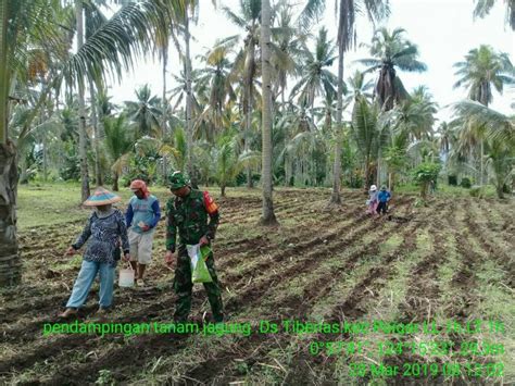 Dampingi Tanam Jagung Wujud Peran Nyata Babinsa Kepada Petani Tiberias