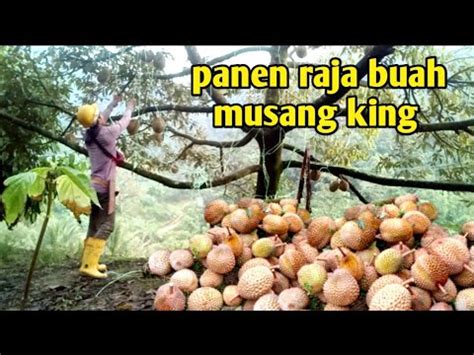 Panen Raja Buah Musang King YouTube