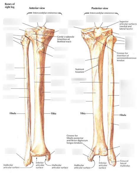 Intercondylar Fossa Tibia