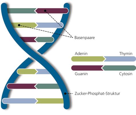 Algorithmus Bestimmt Dna Schnell Und Genau Higgs