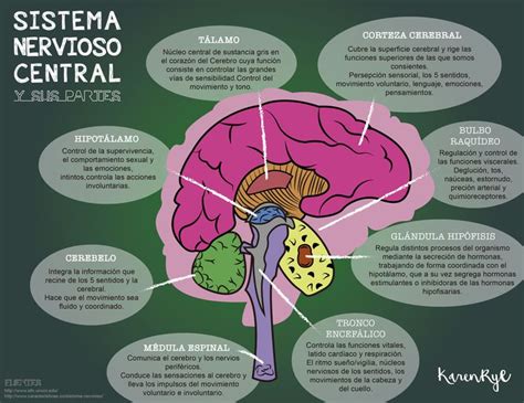 Esquema del sistema nervioso central y sus partes cuáles son las