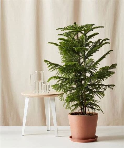 Norfolk Island Pine Care Indoors | Christmas Tree Houseplant