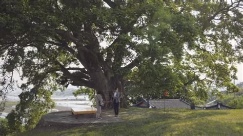 Ancient Tree In Netflix K Drama Extraordinary Attorney Woo Draws