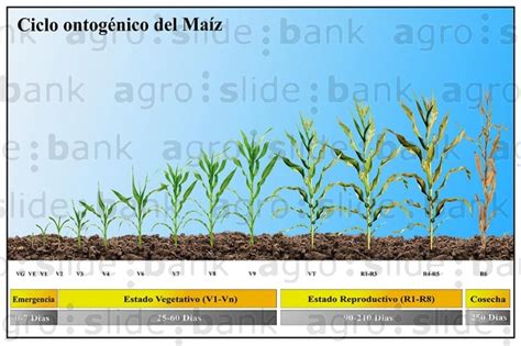 Ciclo de Maíz Agro Slide Bank