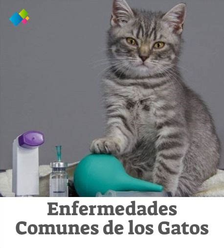 Enfermedades De Los Gatos Enfermedades Comunes S Ntomas Cuidados