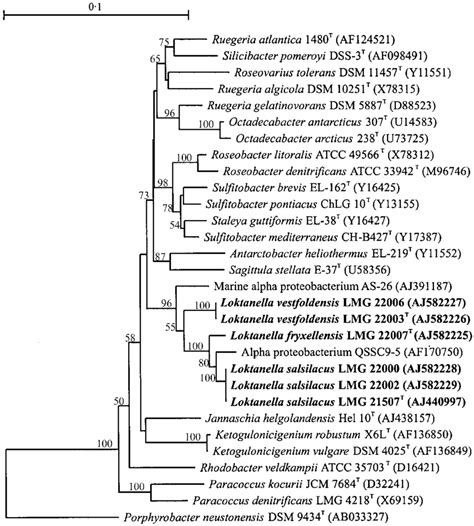 Neighbour Joining Dendrogram Showing The Estimated Phylogenetic