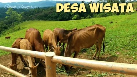 Pesona Desa Wisata Cibeureum Mini Ranch Sapi Pasundan Di Desa Indah